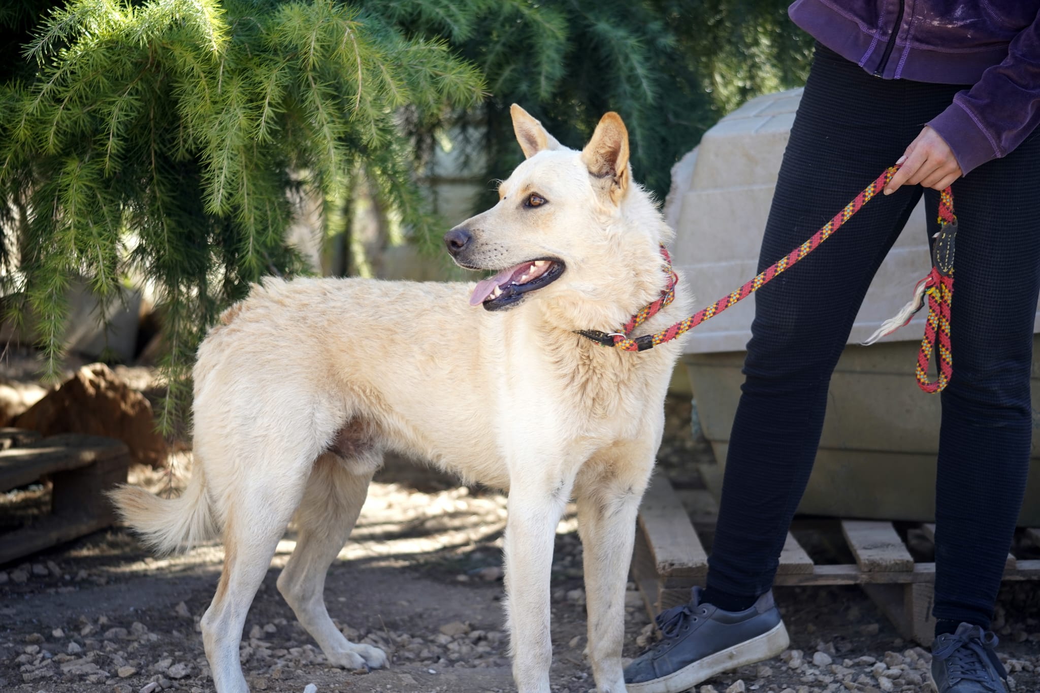 Collare In Ambra Baltica Per Cani E Gatti - Autentica Ambra Grezza Premium - 26 Cm - Realizzato A Mano In Lituania - Foto 2